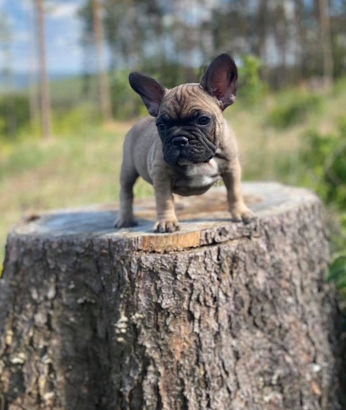 Flash Frenchies Litter C